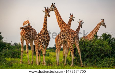 tower of Rothschild Giraffe (Giraffa camelopardis rothschildi) in Murchison Falls NP, Uganda Royalty-Free Stock Photo #1475674700
