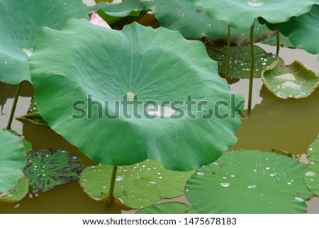 Lotus leaves after rain will have water on the lotus leaf.
