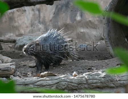 Porcuppine in  zoo at north of thailand