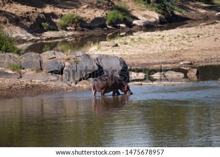 solitary hippos wading in shallows of the Masai Mara river