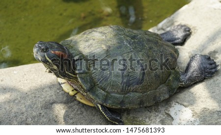 One turtle lying down on the stones beside the pond waiting some food