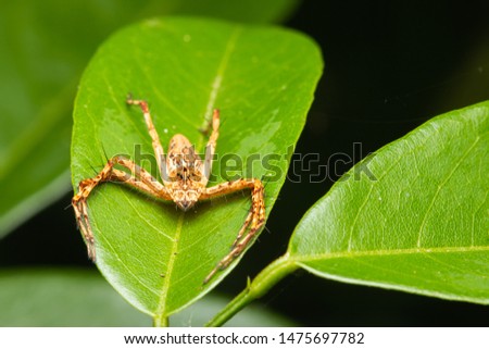 front view photo of orange lynx spider on green leaf