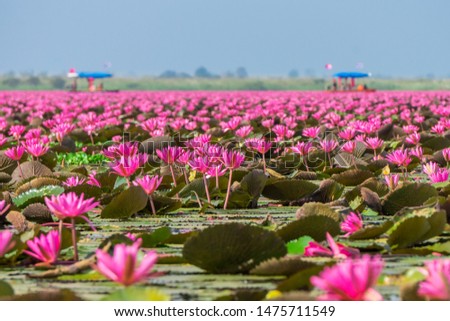 Talay Bua Daeng or Red indian water lily sea with tourist boats at Nong Han marsh. The travel destination for tourism in Kumphawapi district, Udon Thani, Thailand.