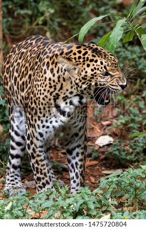 Leopard in the simulated forest of the zoo