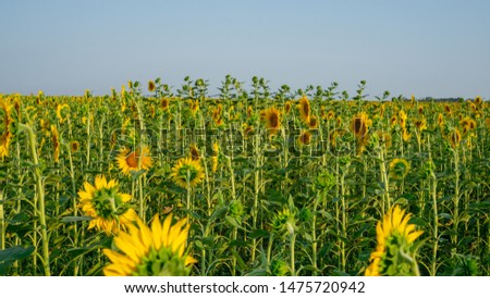 Field of sunflower blossom in a garden, the yellow petals of flower head spread up and blooming above green leaves under cloudy sky 