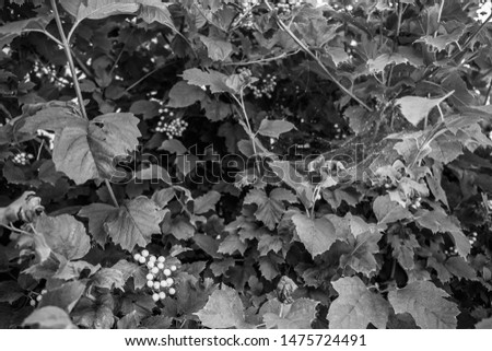 Black and white photographs, countryside view, grapes, leaves, flowerpot

