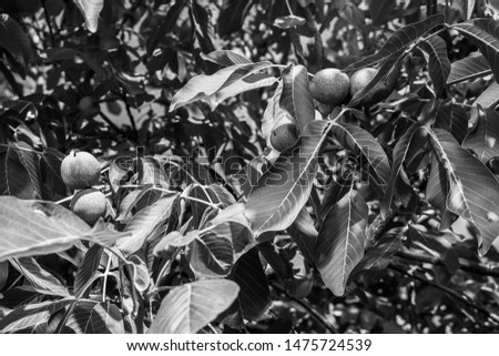 Black and white photographs, countryside view, grapes, leaves, flowerpot
