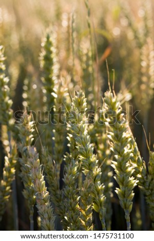 sunlight brightly illuminating spikelets of an agricultural field with ripened cereals, wheat or rye, sunny summer day