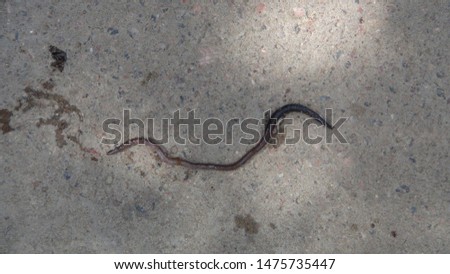 worm crawls on the asphalt in the daytime