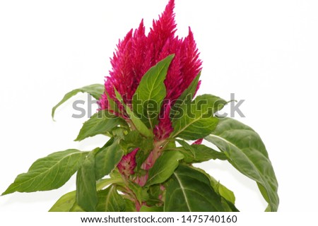 Firehead celosia plumosa flower in pot                      