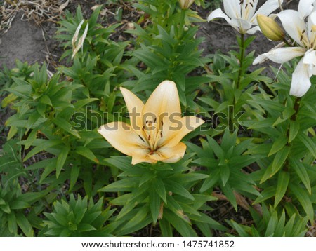 Yellow tiger lily flower in the garden on a background of green leaves