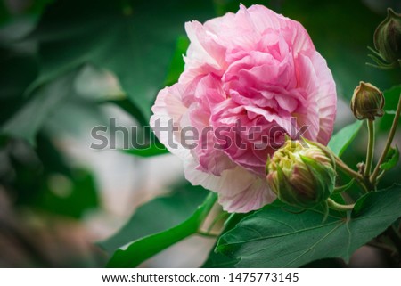 A beatiful full bloom peony flower with a bud and green leaves on the tree