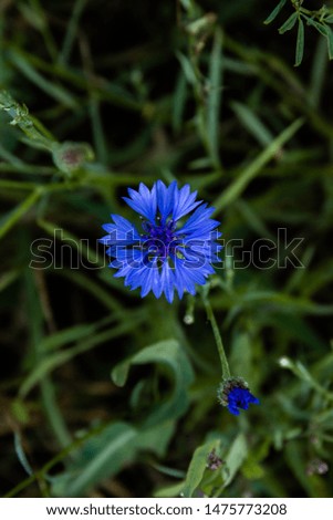 close-up of a blue flower on green grass