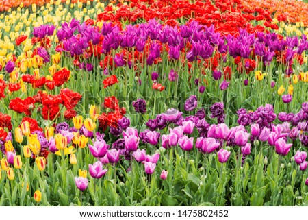 The field of multi-colored autumn tulips in the park