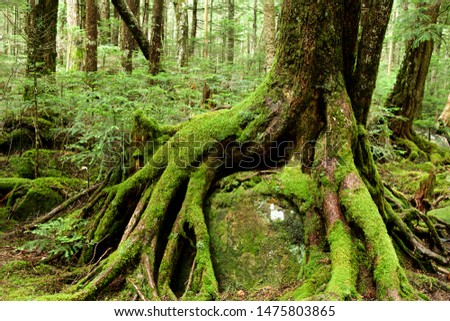 Beautiful and fascinating moss forest.