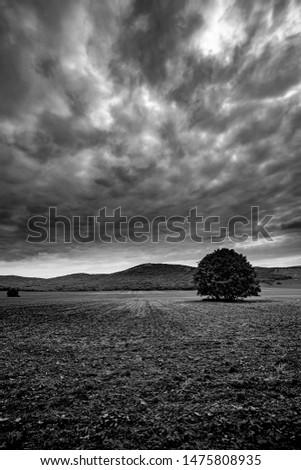 Dramatic black and white picture of an isolated tree in plowed agricultural fields in Dobrogea near ancient Macin mountains in Romania during spring