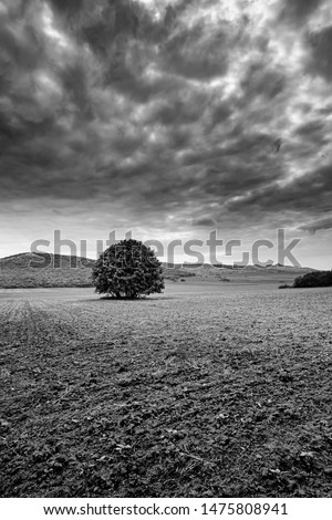 Dramatic black and white picture of an isolated tree in plowed agricultural fields in Dobrogea near ancient Macin mountains in Romania during spring