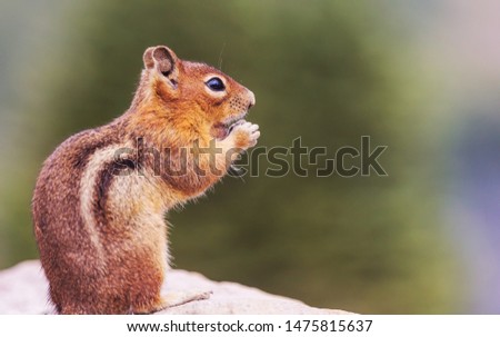 American chipmunk eats from hand