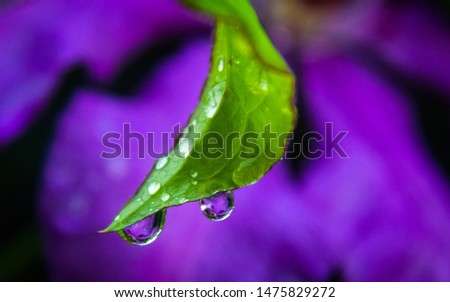 Clematis leaf with hanging drops of water after rain