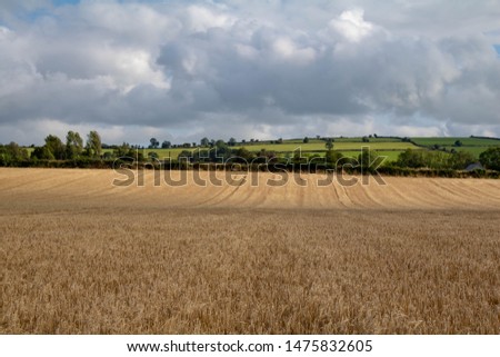 Fields of wheat West Cork Ireland