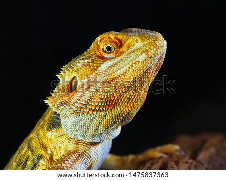 Yellow and orange iguana .