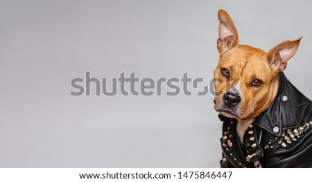 portrait of American Staffordshire Terrier on isolated grey background. The dog is a punk rocker. The dog looks like a human. web banner with copy space. Royalty-Free Stock Photo #1475846447