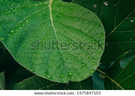 Drops of water that hold on the large green leaves after rain with selective focus