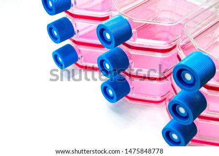Tissue cell culture flask containing medium for scientific research in laboratory