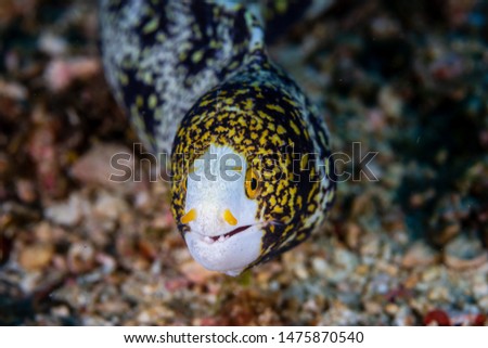 A Curious Snowflake Moray Eel on a Tropical Coral Reef