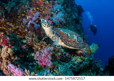 Hawksbill Turtle and background scuba diver on a tropical coral reef