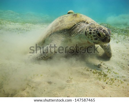Turtle and remora