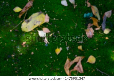 fallen leaves on green moss, blurred background