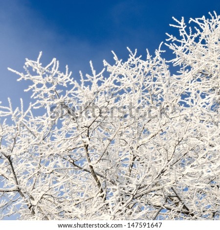 hoar-frost on trees in winter
