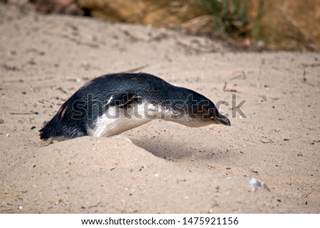 the fairy penguin is walking through the sand to a pond