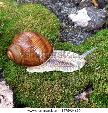 Macro photo nature mollusk snail Helix pomatia. Snail on the background of moss stock photo.