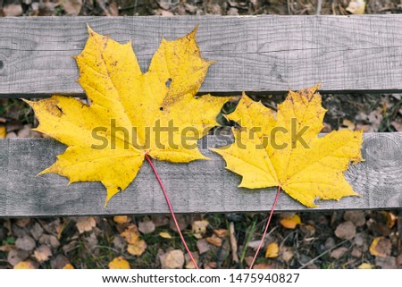 Autumn leaves lie on a wooden bench. Dry yellow maple leaves. Nature, change of season. Flat lay, top view