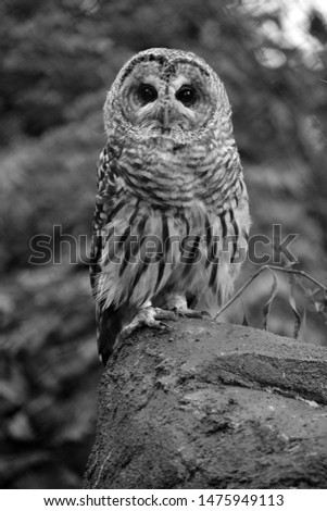 The barred owl (Strix varia), also known as northern barred owl or hoot owl, is a true owl native to eastern North America. Adults are large, and are brown to grey with barring on the chest