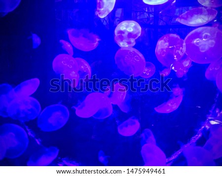 Jellyfish in the aquarium under purple light