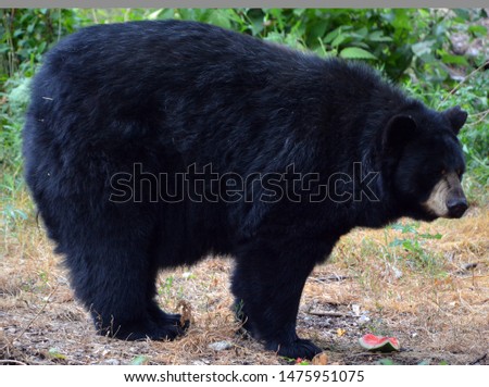 The American black bear (Ursus americanus) is a medium-sized bear native to North America.