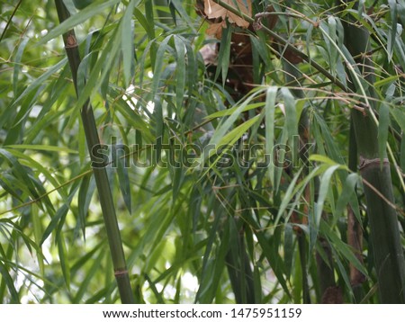 Green bamboo leaves in nature