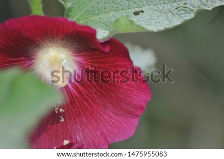
Mallow flower on a branch macro shot
