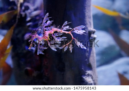 Leafy seadragon or Glauert's seadragon, Phycodurus eques, is a marine fish in the family Syngnathidae, which includes seadragons, pipefish, and seahorses. It is the only member of the genus Phycodurus