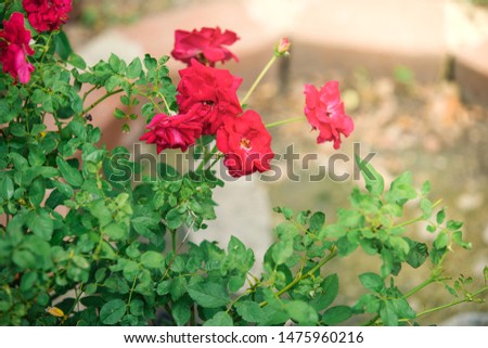 Mini red roses in garden, Fairy Rose, Rosa damascena, Floribunda rose, Rosa Polyantha 