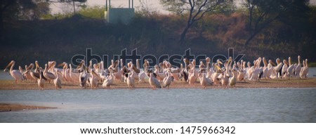 Pelicans are a genus of large water birds that make up the family Pelecanidae. They are characterized by a long beak and a large throat pouch used for catching prey and draining water from the scooped