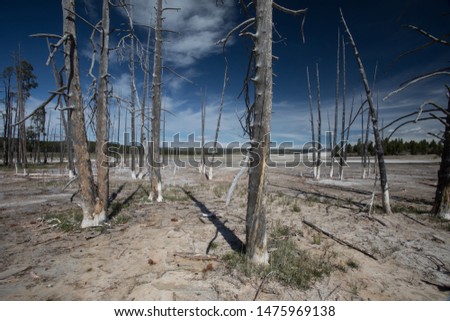 Colorful Hot springs and petrified trees in Yellowstone Nationa park Royalty-Free Stock Photo #1475969138