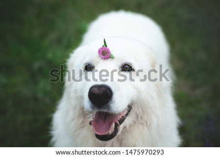 Close-up Portrait of beautiful happy maremma sheepdog with clover flower on its head. Big white fluffy dog breed maremmano abruzzese shepherd sitting in the field. Cane da pastore Maremmano-Abruzzese