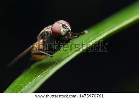 Macro image of fly on green leaf with black background