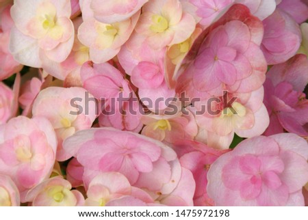 Light pink hydrangea flowers close-up