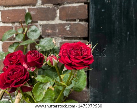 red roses growing at the door of a house