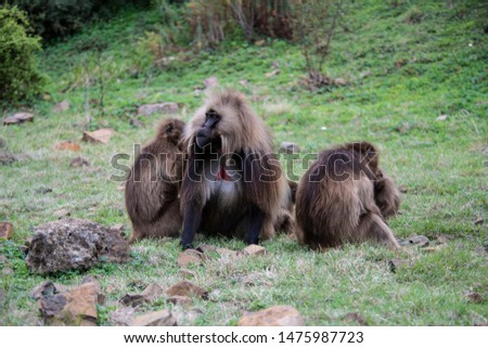 Gelada baboon in Simien Mountain National Park, Ethiopia